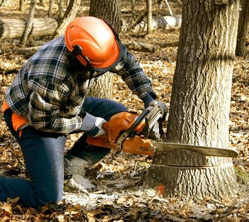 Tree Removal in Mathews, VA